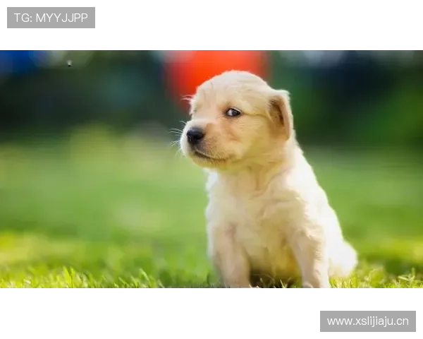 阿尔瓦雷斯连狗都有私人训练师，我这辈子白努力了